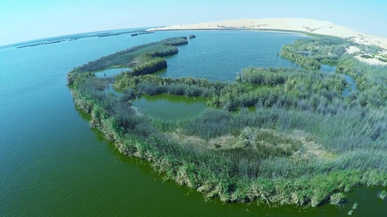 " بحيرة الأصفر" في محافظة الأحساء