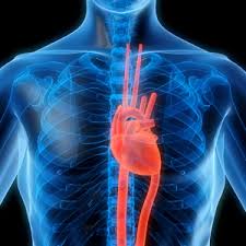 انواع دعامات القلب و اخر نجاح لدعامات تتحلل تلقائيا في الجسم موسوعة كيوبيديا العالمية