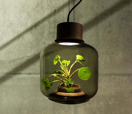  مصابيح تنمو بداخلها النباتات بلا ماء أو شمس!