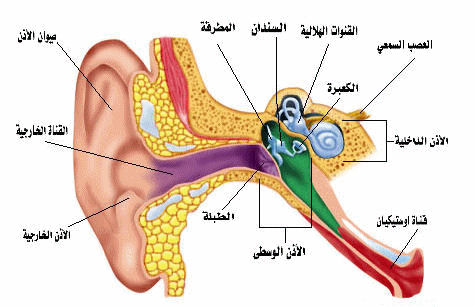 ما هي عملية أنابيب تهوية طبلة الأذن للأطفال ؟ وما هي أسبابها ؟