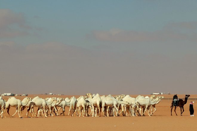 "حداء الإبل" .. موروث سعودي أدرج على لائحة اليونسكو للتراث الثقافي