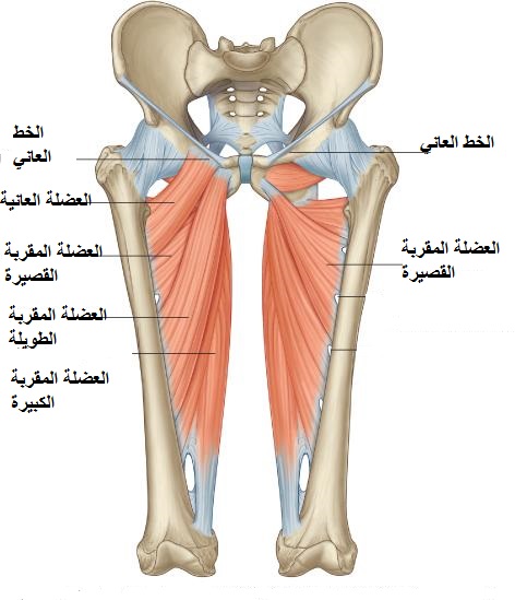 العضلة الضامة و إصابات الرياضيين بها و علاجها