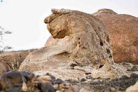 صخرة على هيئة "نمر عربي" تتوسّد حرة القفيف .. في تكوين جيولوجي بديع