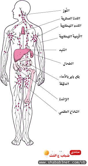 تعرف على هرمونات الجسم ووظائفها