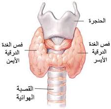 المعلومات الاساسية للمحافظة على الغدة الدرقية