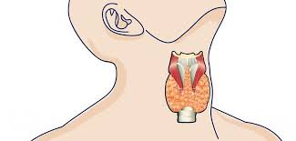 اسباب قصور الغدة الدرقية