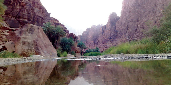 الماء والخضرة تشكلان لوحة ساحرة في وادي داما بتبوك
