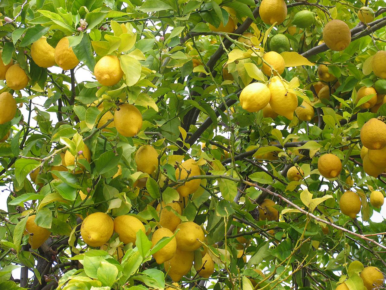 بحث علمى: قدرة الليمون على قتل الخلايا السرطانية تفوق العلاج الكيماوى 10 الاف مرة