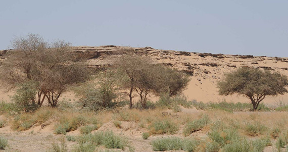 محمية الخنفة أو محمية الملك سلمان بن عبد العزيز الملكية شمال السعودية 
