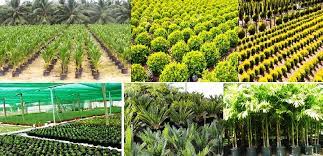 المشاتل الزراعية بنجران .. تسهم في استدامة البيئة