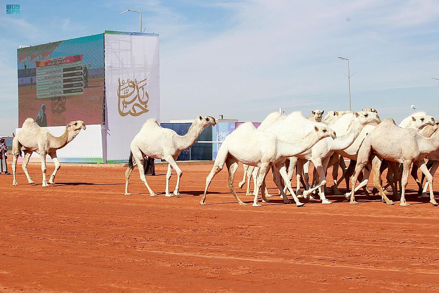 خصائص الإبل وألوانها.. الوضح أشهر ألوان المغاتير والمجهاهيم أغزرها إنتاجاً للحليب