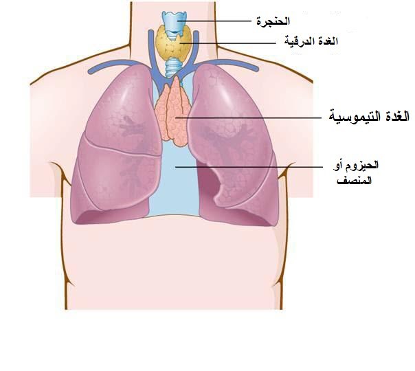 ما هي الغدة التيموسية وأين موقعها بجسم الإنسان ؟