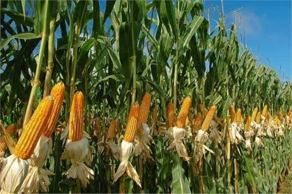 زراعة الذرة بسهول عسير:  وفرة في الانتاج وقيمة غذائية عالية