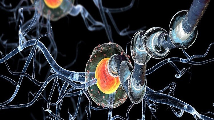 العلماء يكتشفون شبكات جينية في الدماغ البشري مرتبطة بالذكاء