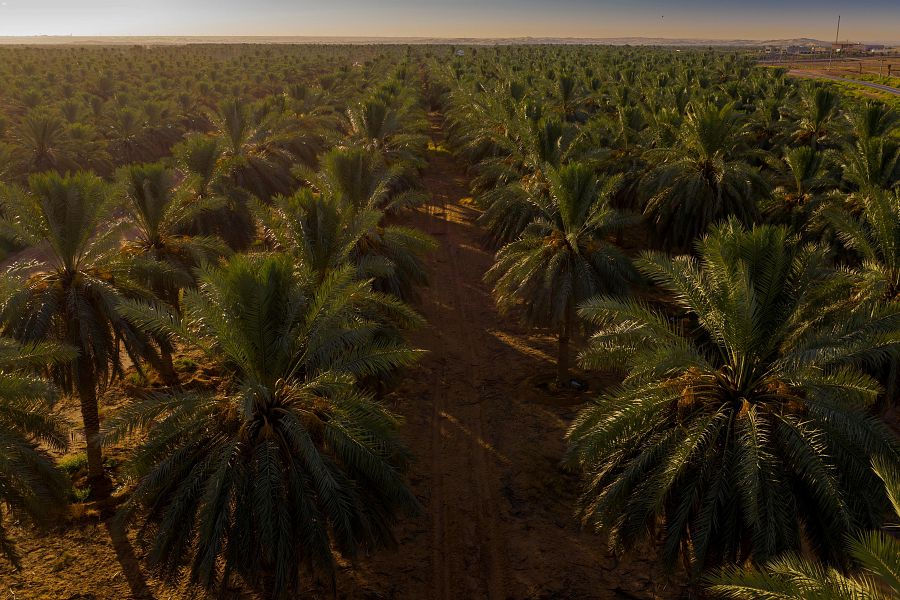 30 مليون نخلة تعزّز مصادر الأمن الغذائي في 13 منطقة بالمملكة