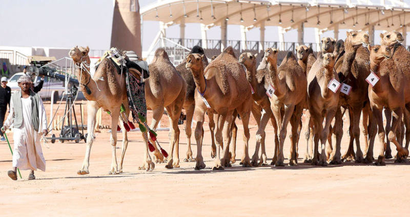  "كتاب الرياض" يحتفي بـ"الإبل" رمزاً ثقافياً وقطاعاً اقتصادياً واعداً