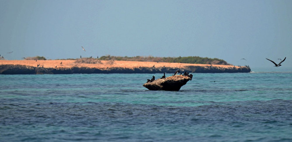 البِرك.. جزر سعودية توسدت البحر الأحمر بطبيعتها البكر