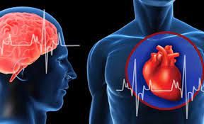 دراسة علمية: صحة القلب  تحدد مسار العمر الحقيقي للدماغ البشري