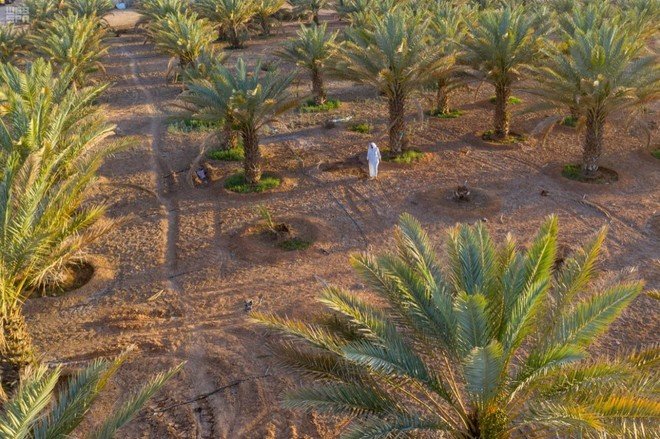 123 ألف مزرعة و 33 مليون نخلة في السعودية تغطي الأسواق المحلية والدولية