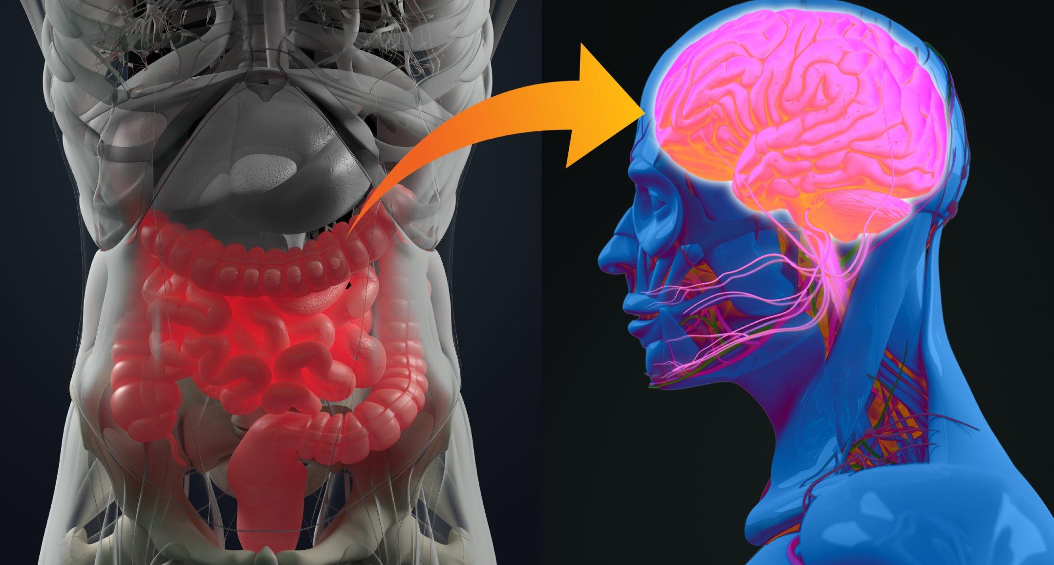 كيف تؤثر بكتيريا الأمعاء على صحة الدماغ؟