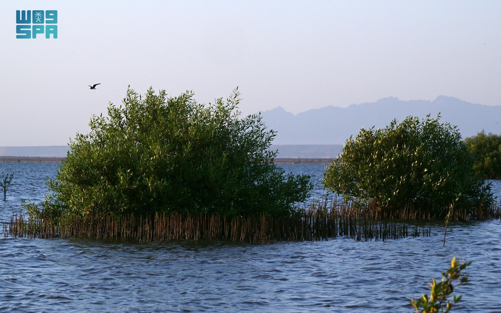 غابات المانجروف في رابغ تعيد التوازن البيئي والجمال الطبيعي للمنطقة