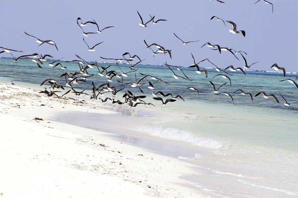ظاهرة منتظمة لهجرة الطيور في شواطئ البحر الأحمر