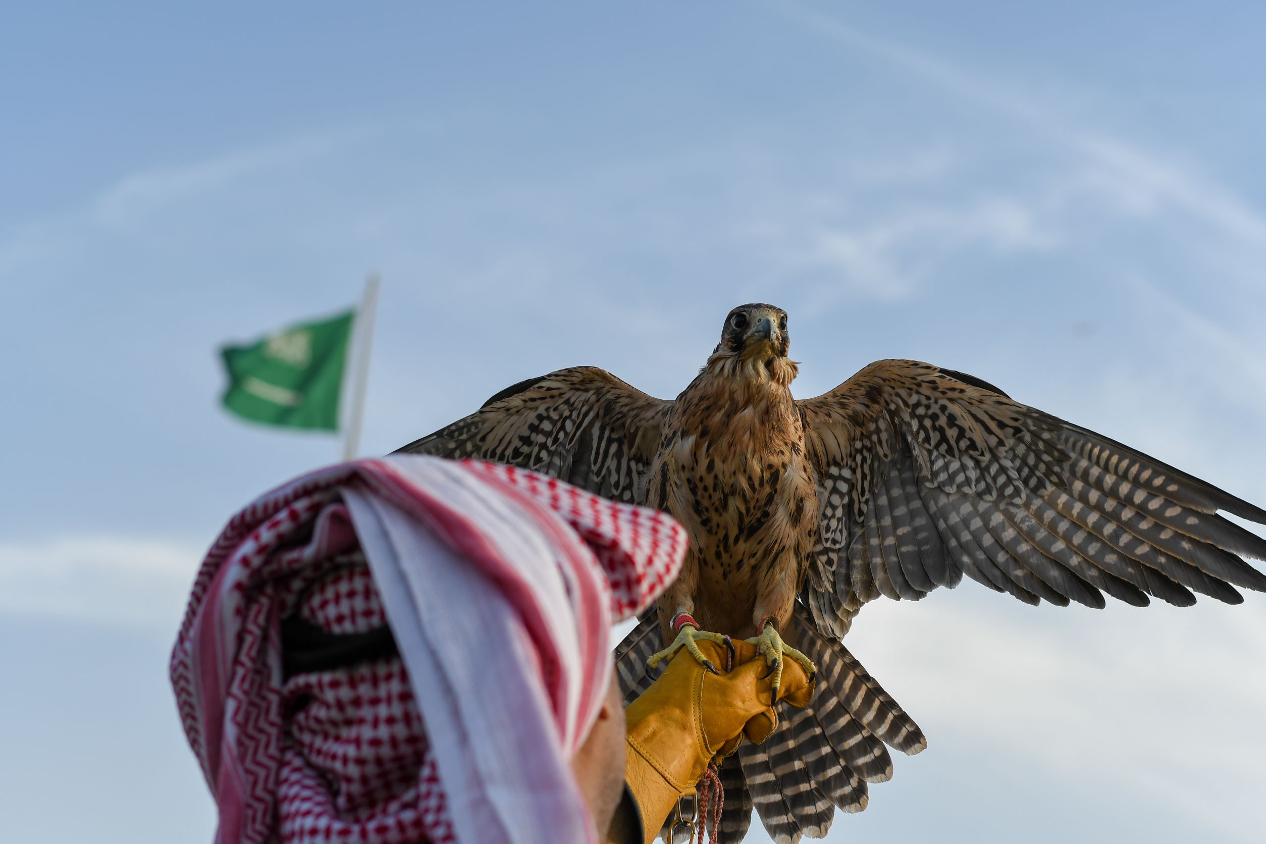 صحراء الحمّاد.. ملتقى الصقور الثمينة في العالم