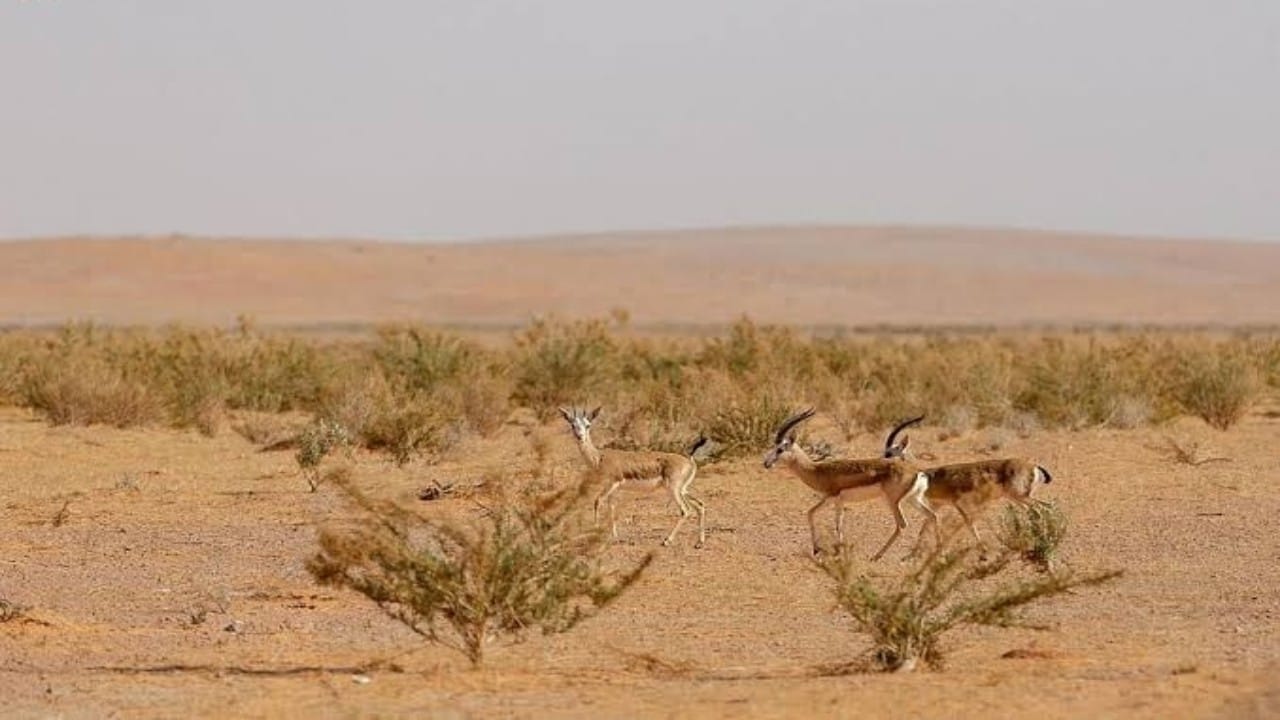 إنشاء محمية الإمام فيصل بن تركي الملكية تمتد في ثلاث مناطق هي عسير وجازان ومكة المكرمة