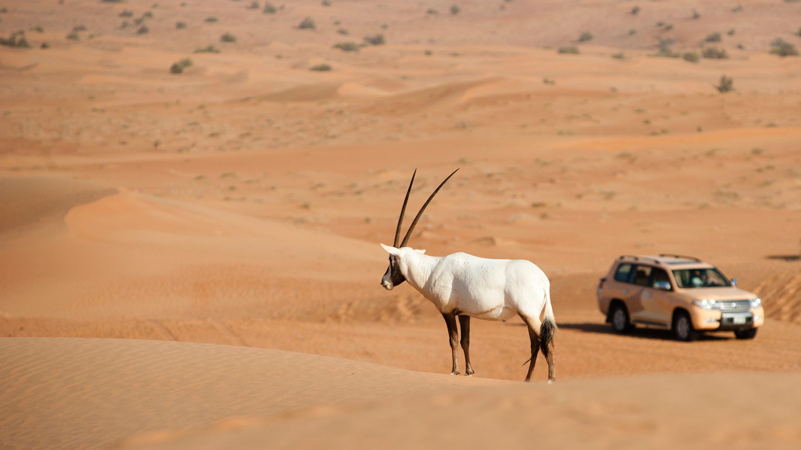 في الإمارات ” محمية دبي الصحراوية “