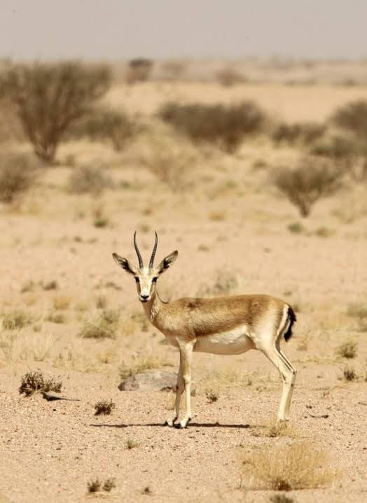 محمية محازة الصيد تفوز بجائزة أفضل محمية برية في الخليج