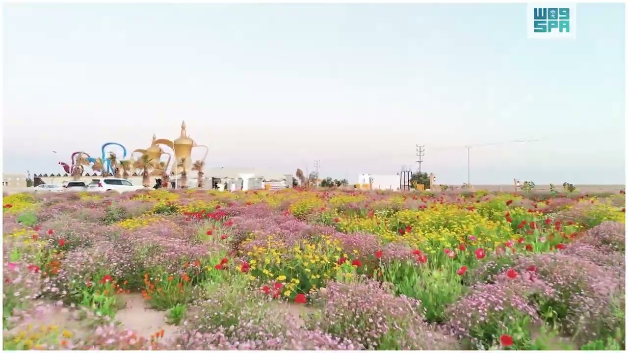 منتزه الزهور البرية في روضة هباس بمنطقة الحدود الشمالية جمال وطبيعة بيىئية خلابة