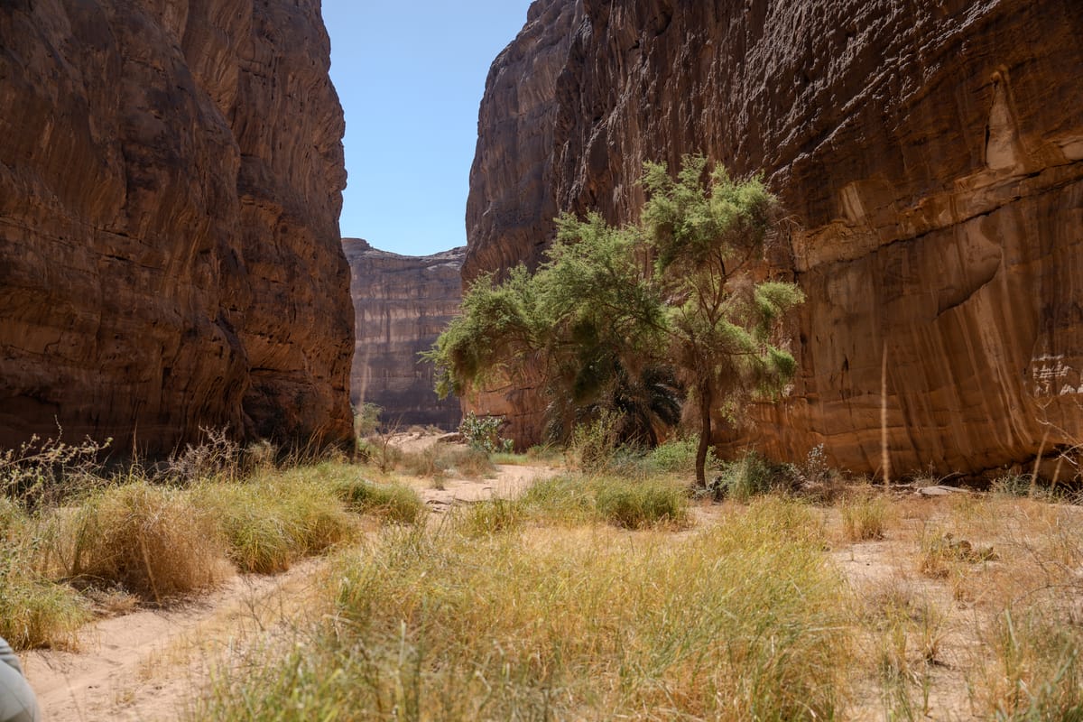 محمية شرعان  في محافظة العلا