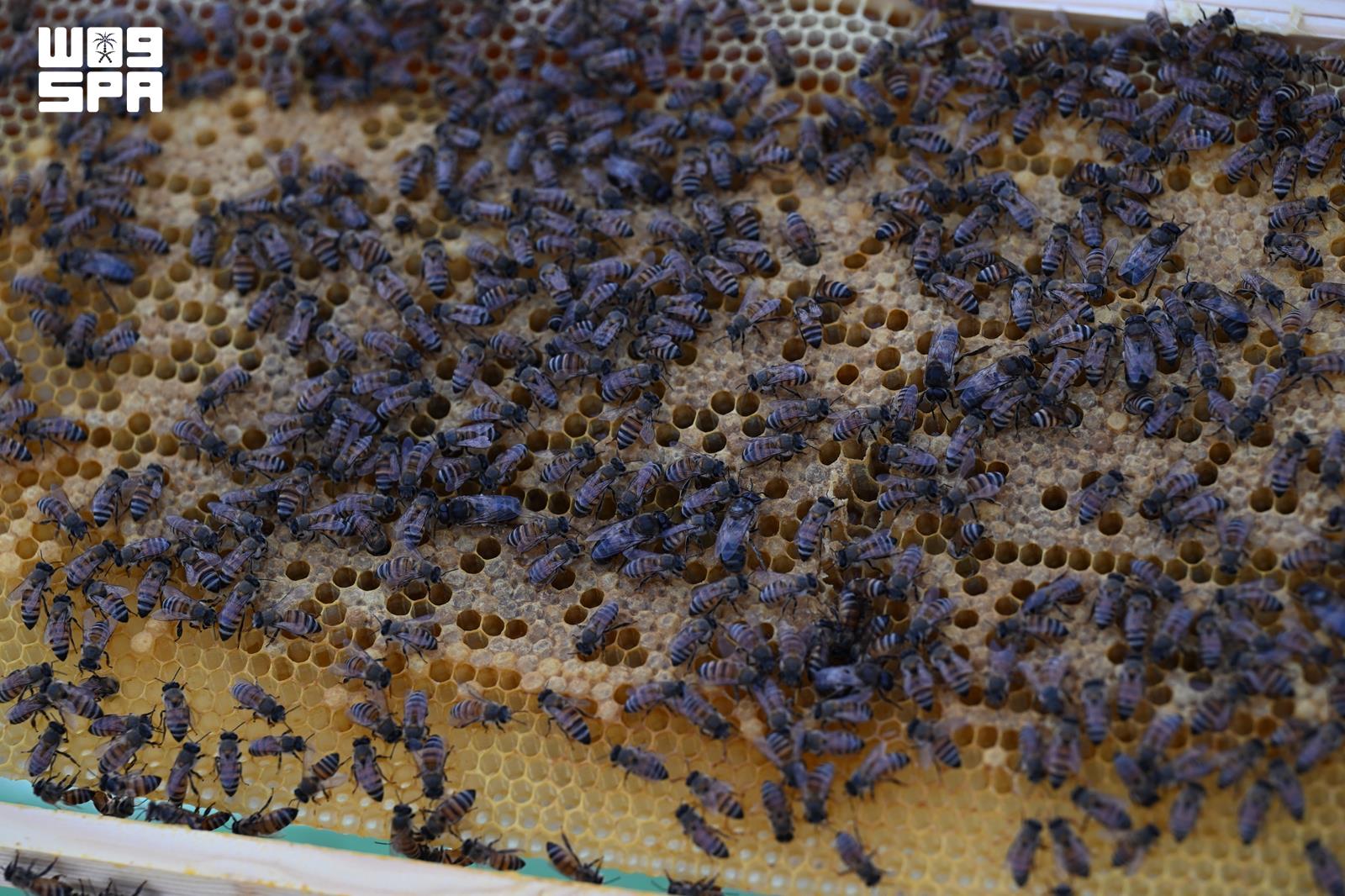 عسل نجران.. قصص نجاح وطنية تصل إلى العالمية