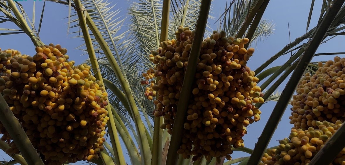 محافظة الخرج من أبرز مصادر إنتاج التمور في المملكة بطاقة تتجاوز 90 ألف طن سنويًّا