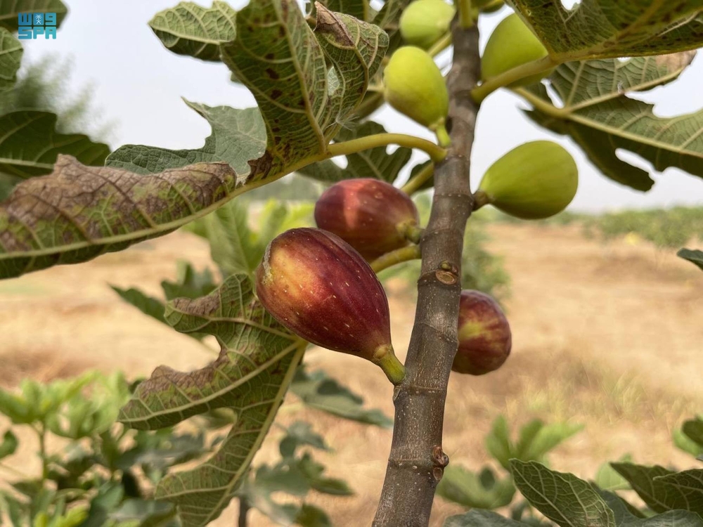 جازان.. موطن الفواكه الاستوائية ونموذج وطني للتنمية الزراعية المستدامة