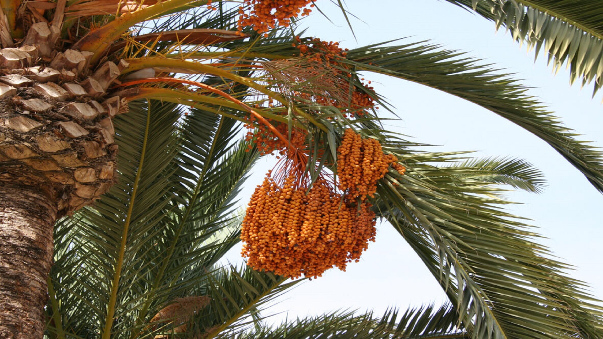 مفردات النخلة في القصيم.. إرث لغوي يوثق علاقة الإنسان بالأرض