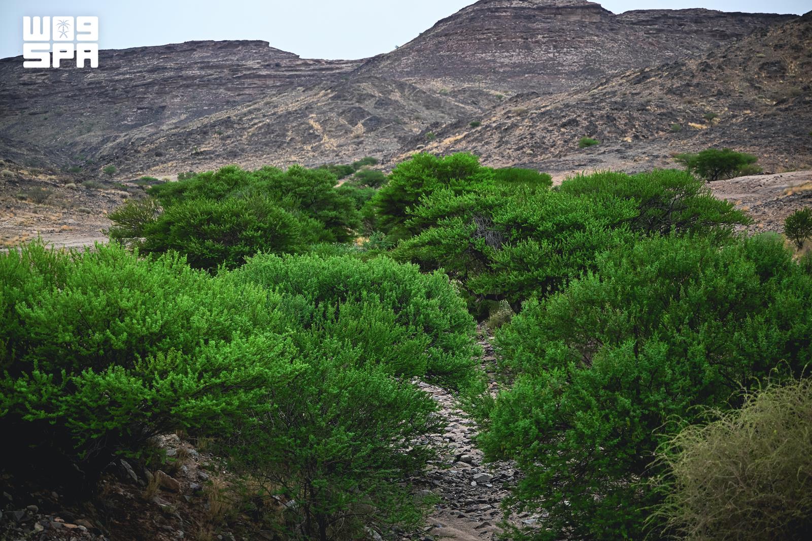 وادي حرس.. قلب الطبيعة في نجران