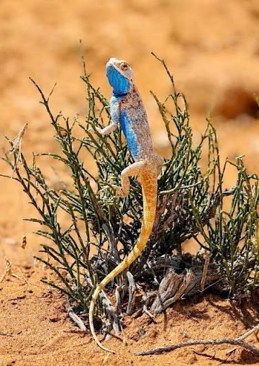 الحرباء.. قدرات تكيفية تبرز تنوع موائل محمية الإمام تركي بن عبدالله الملكية