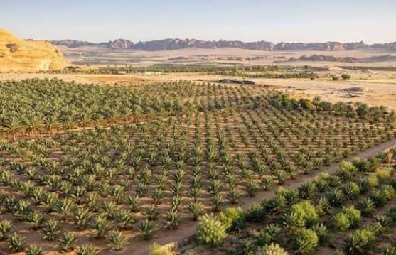السعودية تحصد جائزة أممية لجهودها في استعادة الأراضي المتدهورة وتنمية الغطاء النباتي ومكافحة التصحر