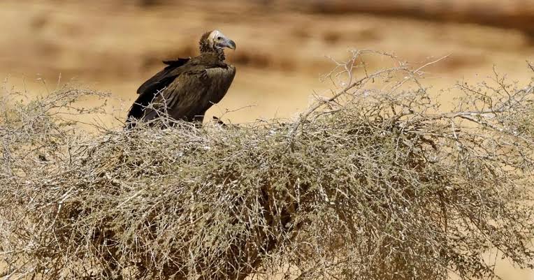 العُلا.. موطن للنسور وجهود متواصلة لرصد حركتها وتكاثرها وحماية الأنواع المهددة بالانقراض