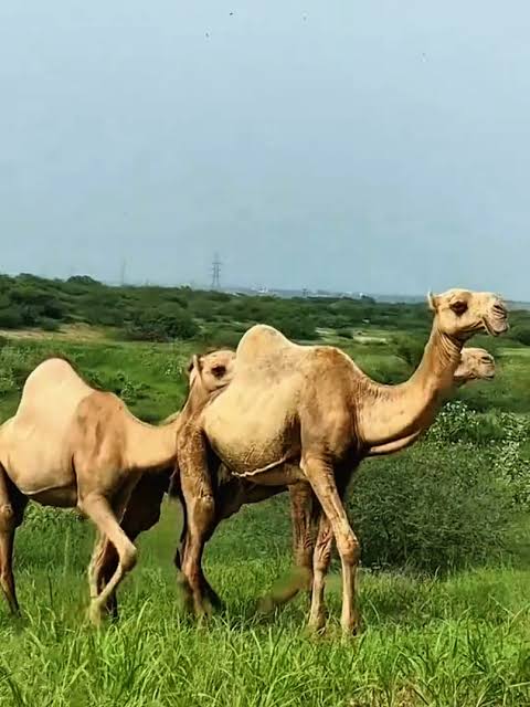 بين الأودية والمروج.. الحُرّث وجهة سياحية تنبض بالجمال