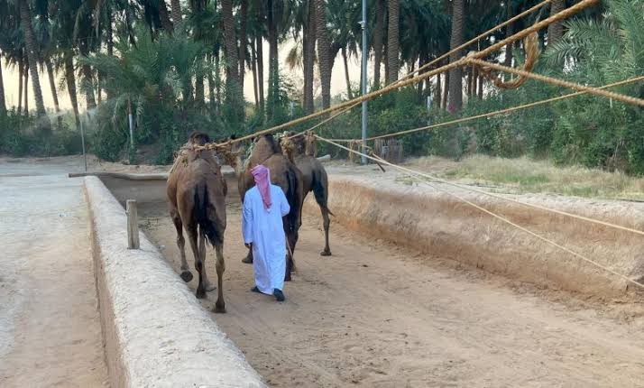 "السواني في القصيم".. موروث مائي يحكي كفاح الأجداد