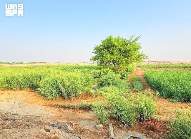 "الخوانق".. ملامح طبيعية وفرص للسياحة الريفية في العرضيات