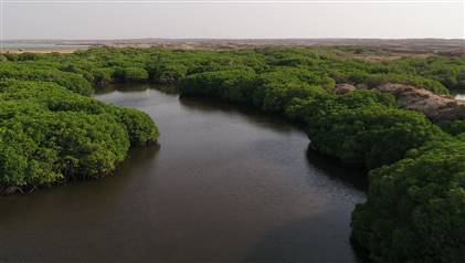 غابات المانجروف بالسعودية