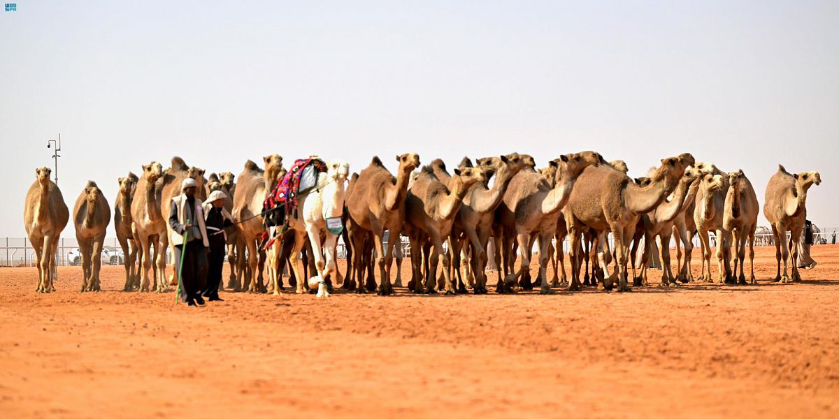 الإبل حضارة وثقافة عربية أصيلة خالدة رافقت العرب منذ آلاف السنين