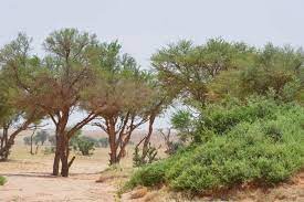 "الطّلحيّات"العمود الفقريّ للغطاء النّباتي ومحمية الإمام تركي بن عبدالله تسهم في الإكثار منها